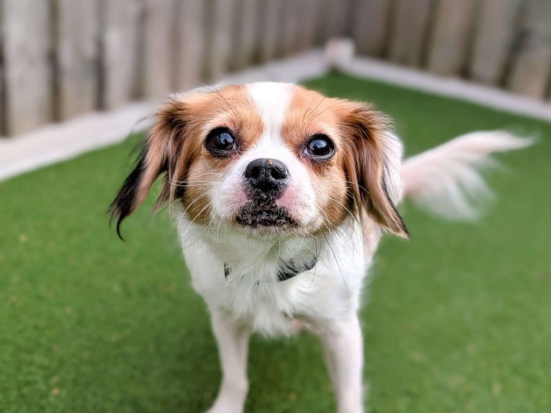 Pug for adoption in Cardiff, Glamorgan – 7 years old