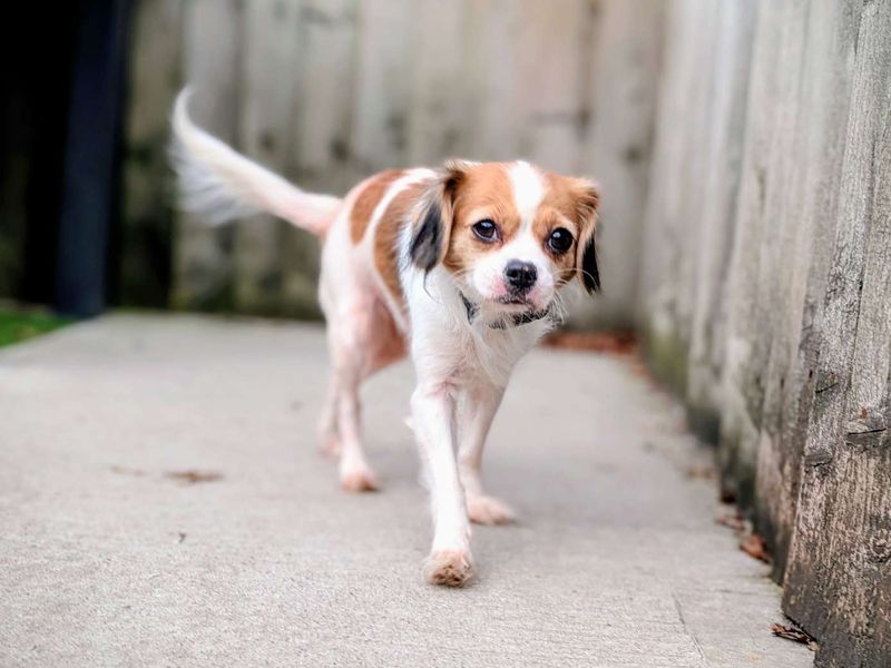 Pug for adoption in Cardiff, Glamorgan – 7 years old - Image 2 of 4