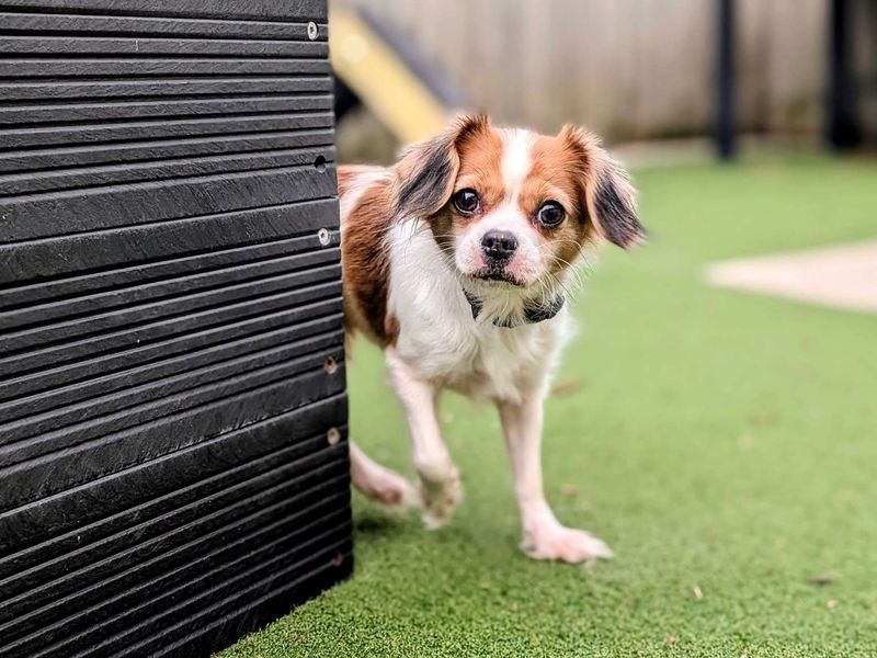 Pug for adoption in Cardiff, Glamorgan – 7 years old - Image 4 of 4
