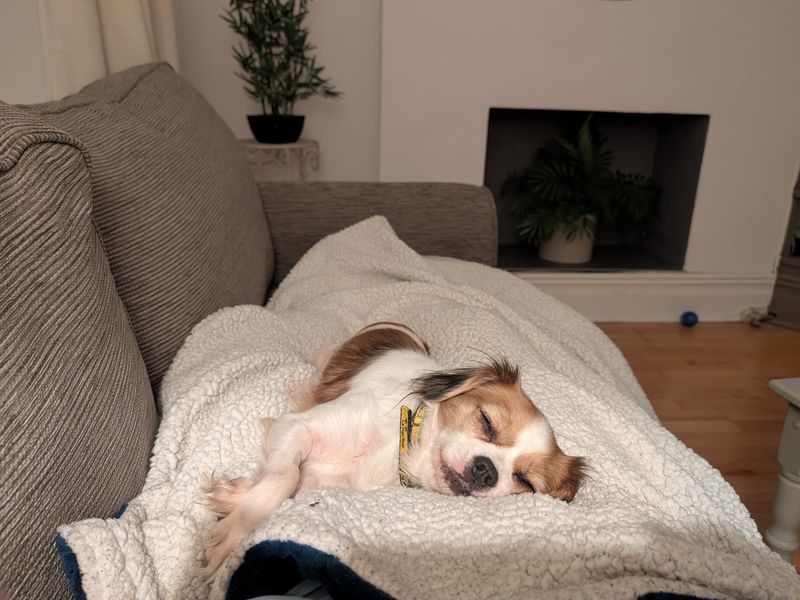 Pug for adoption in Cardiff, Glamorgan – 7 years old - Image 3 of 4