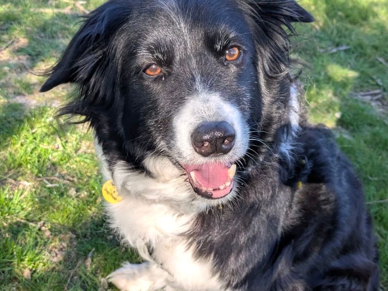 undefined | Collie (Border) | undefined - 3