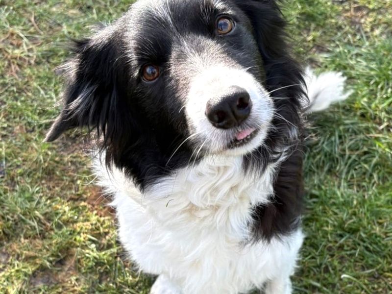 Border Collie Dogs And Puppies For Adoption