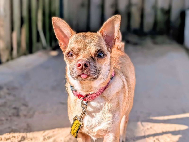 Pug for adoption in Cardiff, Glamorgan – 2 years old