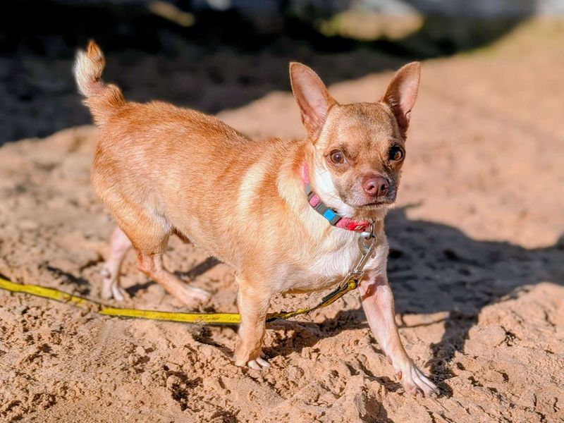 Pug for adoption in Cardiff, Glamorgan – 2 years old - Image 3 of 4