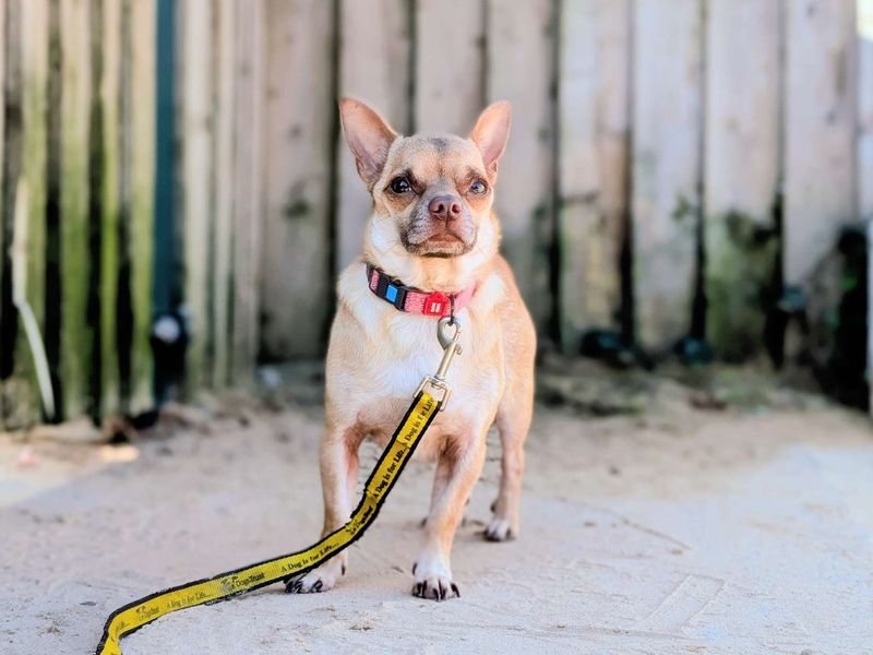 Pug for adoption in Cardiff, Glamorgan – 2 years old - Image 4 of 4