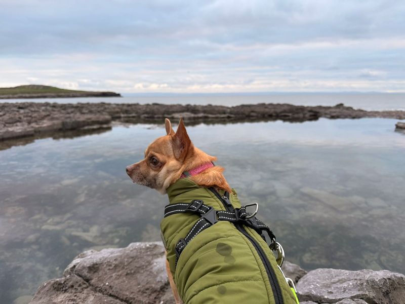 Rusty, a 4 years old male Crossbreed available for adoption from Dogs Trust in Splott, Wales