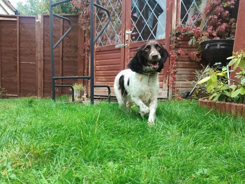 Cocker Spaniel for adoption in Evesham, Worcestershire – 1 year old