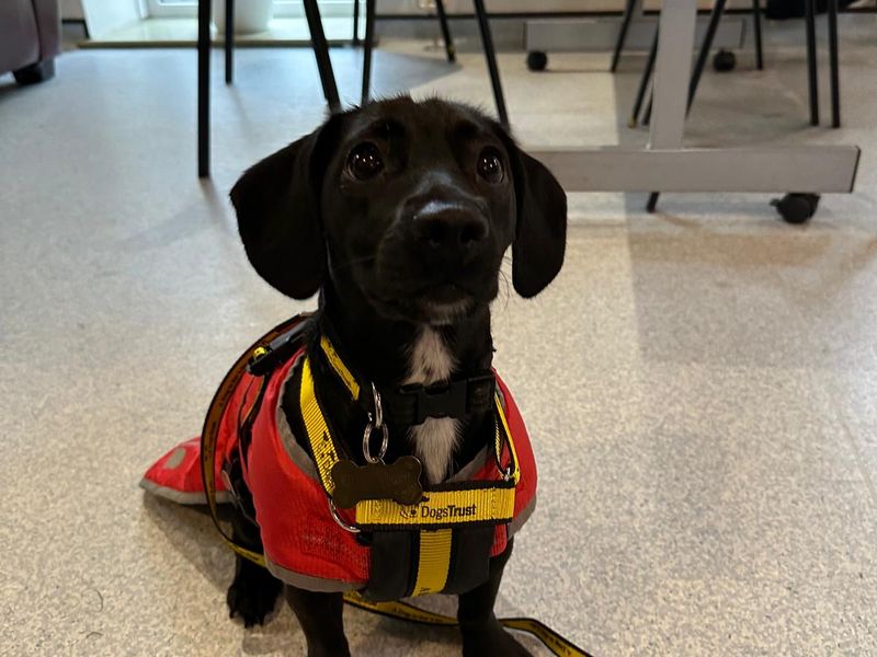 Dachshund for adoption in Wales, Somerset – 1 year old - Image 3 of 5