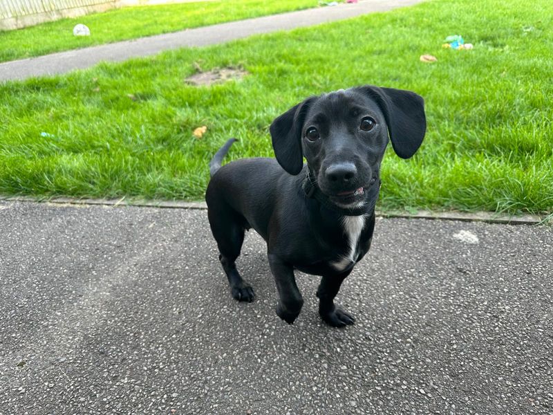Dachshund for adoption in Mid Glamorgan, Wales – 1 year old