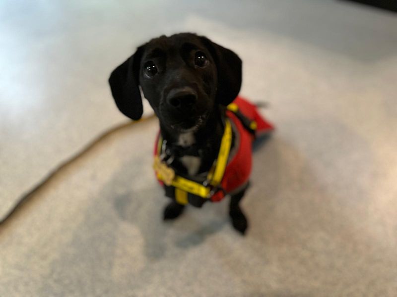 Dachshund for adoption in Wales, Somerset – 1 year old - Image 2 of 5