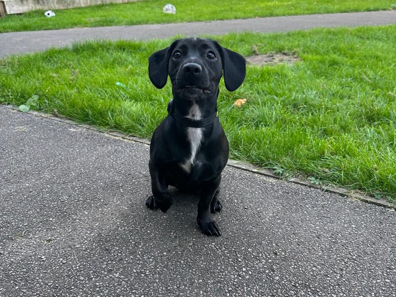 Dachshund for adoption in Wales, Somerset – 1 year old - Image 5 of 5