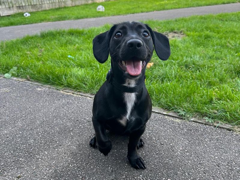 Dachshund for adoption in Wales, Somerset – 1 year old - Image 4 of 5