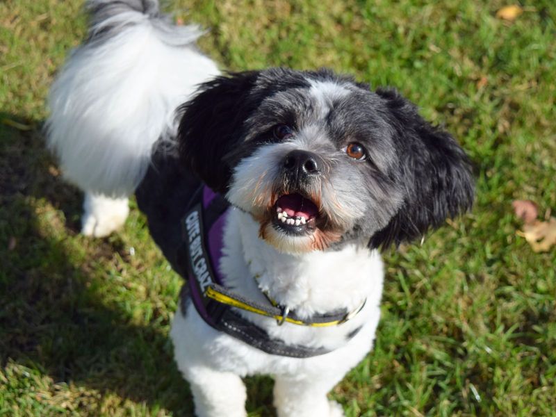 Winston, a 4 years old male Lhasa Apso available for adoption from Dogs Trust in Harefield, Greater London