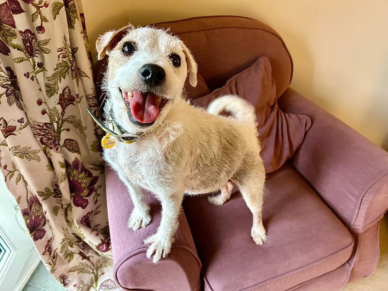 Jack Russell Terrier for adoption in Evesham, Worcestershire – 8 years old - Image 3 of 3