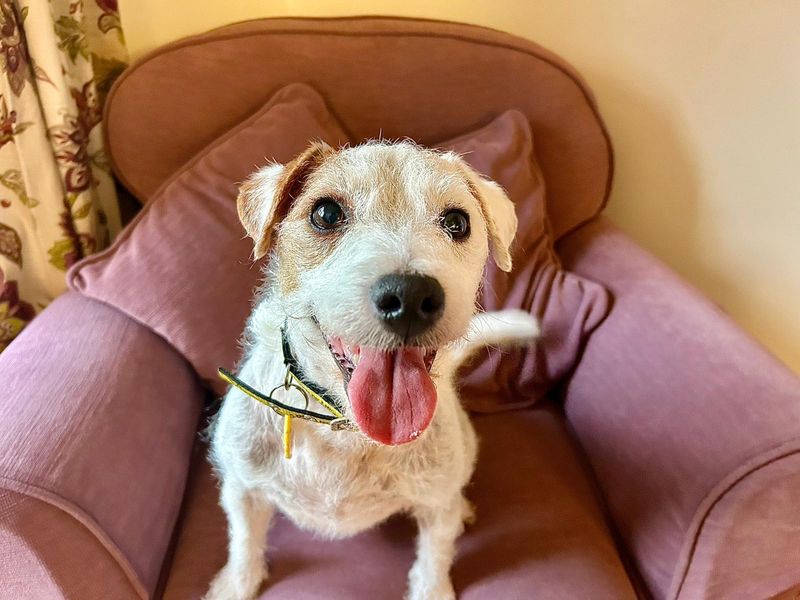 Jack Russell Terrier for adoption in Evesham, Worcestershire – 9 years old