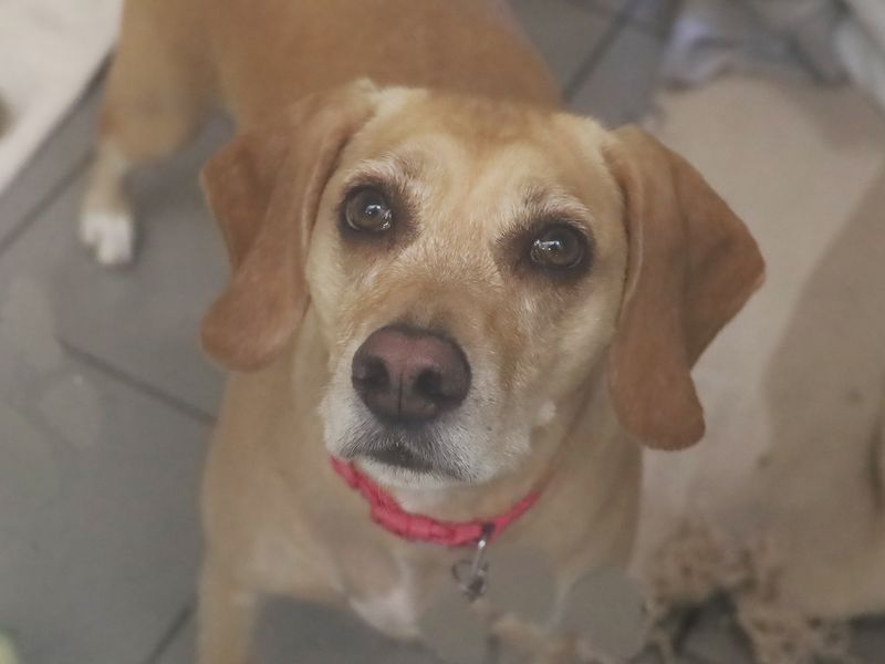 Cocker Spaniel for adoption in Leeds, Yorkshire – 6 years old