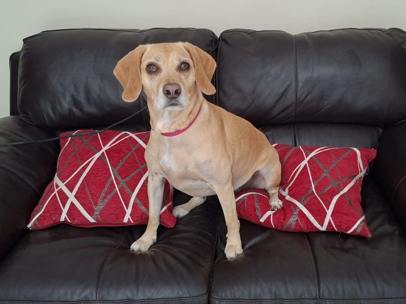Sally | Pointer (German Shorthaired) Cross | Leeds - 3