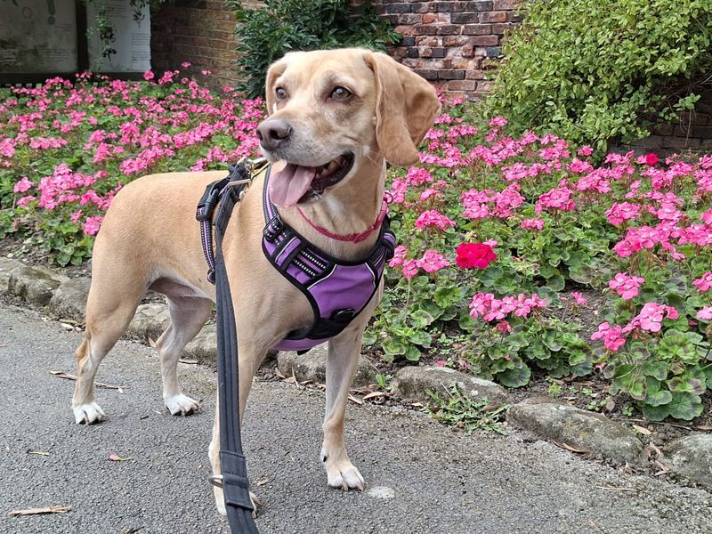 Sally | Pointer (German Shorthaired) Cross | Leeds - 1