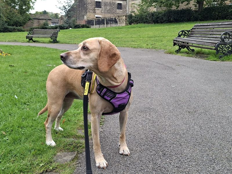 German Pointer for adoption in Leeds, Yorkshire – 6 years old - Image 2 of 5