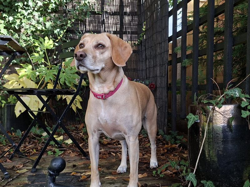 German Pointer for adoption in Leeds, Yorkshire – 6 years old - Image 4 of 5