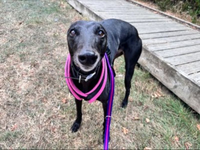 Molly | Greyhound | Loughborough - 1