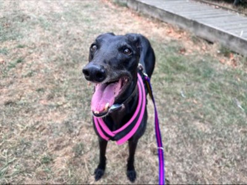 Molly | Greyhound | Loughborough - 2