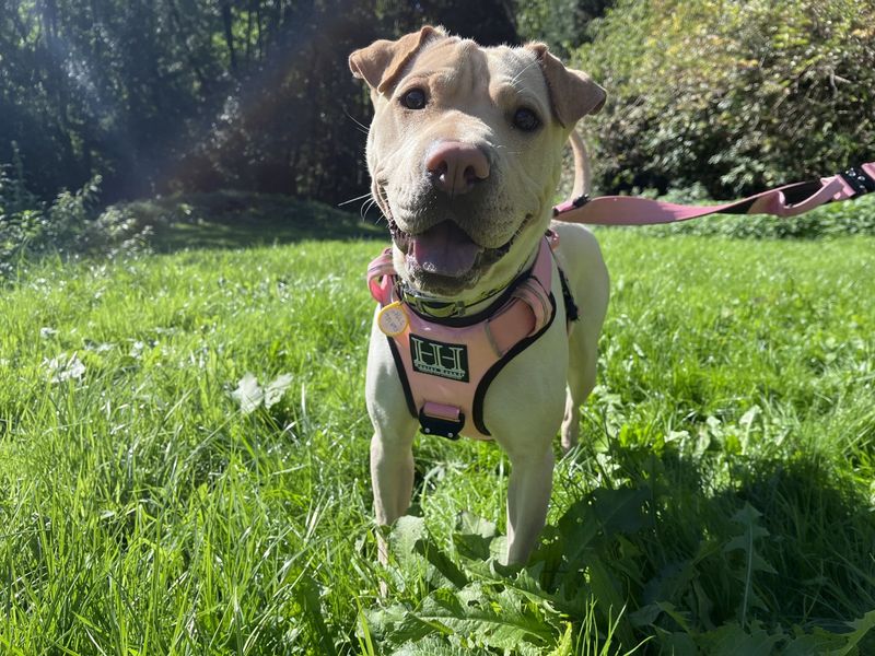 Mikka | Shar Pei Cross | Ilfracombe - 1