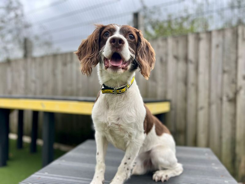 Springer Spaniel for adoption in Cardiff, Glamorgan – 8 years old - Image 3 of 3