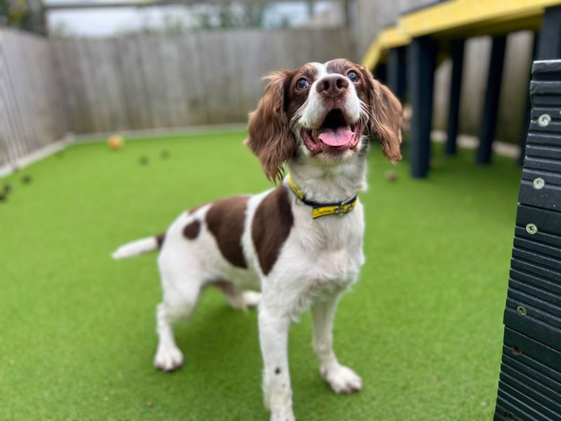Springer Spaniel for adoption in Cardiff, Glamorgan – 8 years old