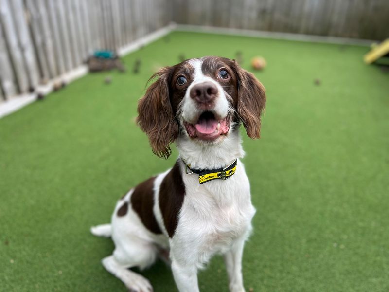 Springer Spaniel for adoption in Cardiff, Glamorgan – 8 years old - Image 2 of 3