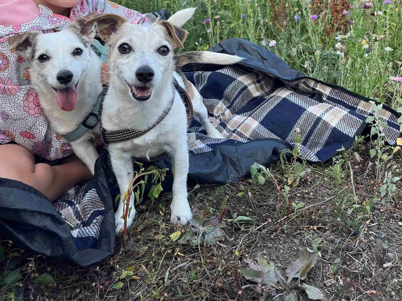 Jack Russell Terrier for adoption in Cardiff, Glamorgan – 12 years old - Image 4 of 5