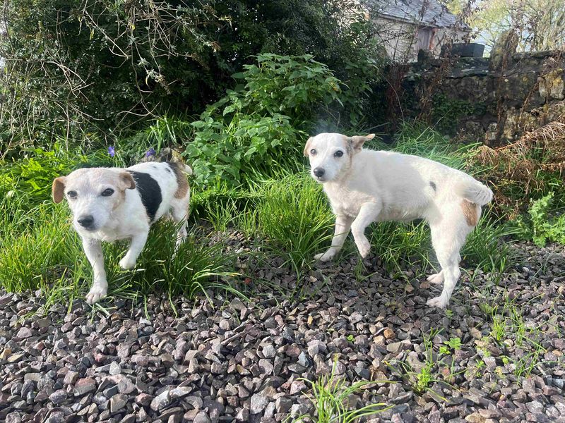 Meg | Terrier (Jack Russell) | Cardiff - 1