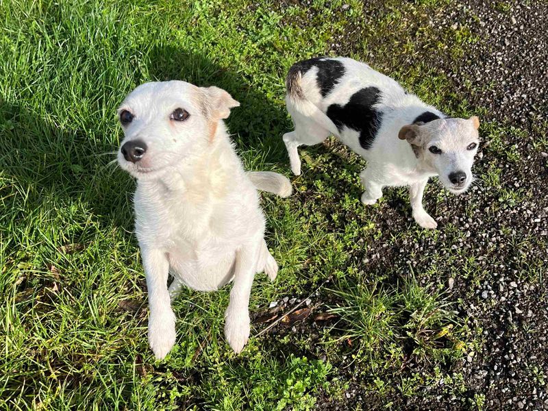 Jack Russell Terrier for adoption in Cardiff, Glamorgan – 12 years old - Image 5 of 5