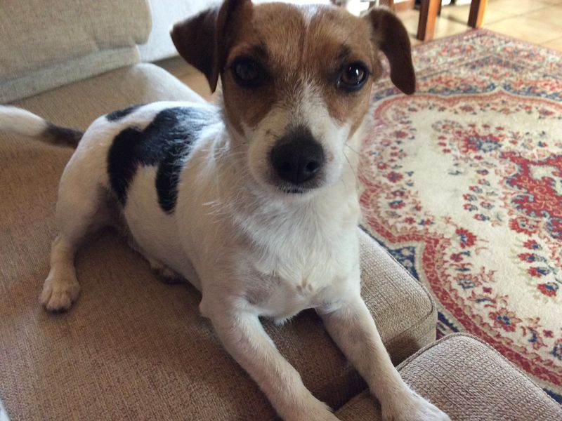 Jack Russell Terrier for adoption in Cardiff, Glamorgan – 12 years old - Image 2 of 5
