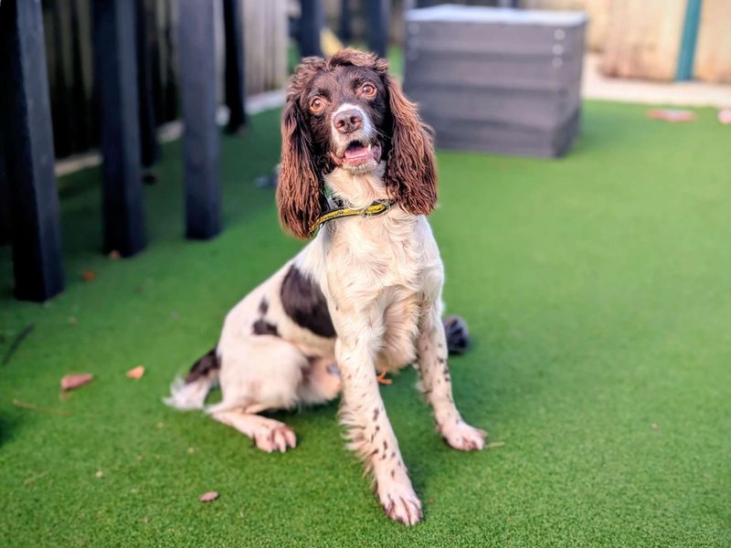 Springer Spaniel for adoption in Cardiff / Caerdydd, South Glamorgan – 7 years old - Image 3 of 6