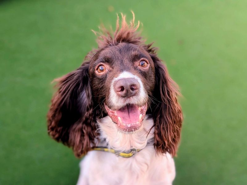 Springer Spaniel for adoption in Cardiff / Caerdydd, South Glamorgan – 7 years old - Image 2 of 6
