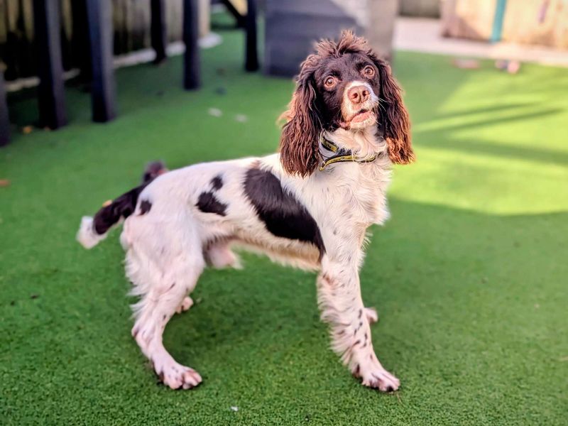 Springer Spaniel for adoption in Cardiff / Caerdydd, South Glamorgan – 7 years old - Image 4 of 6