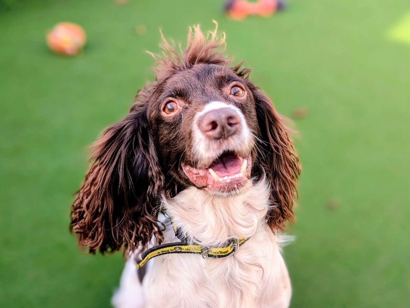 Springer Spaniel for adoption in Cardiff / Caerdydd, South Glamorgan – 7 years old - Image 6 of 6