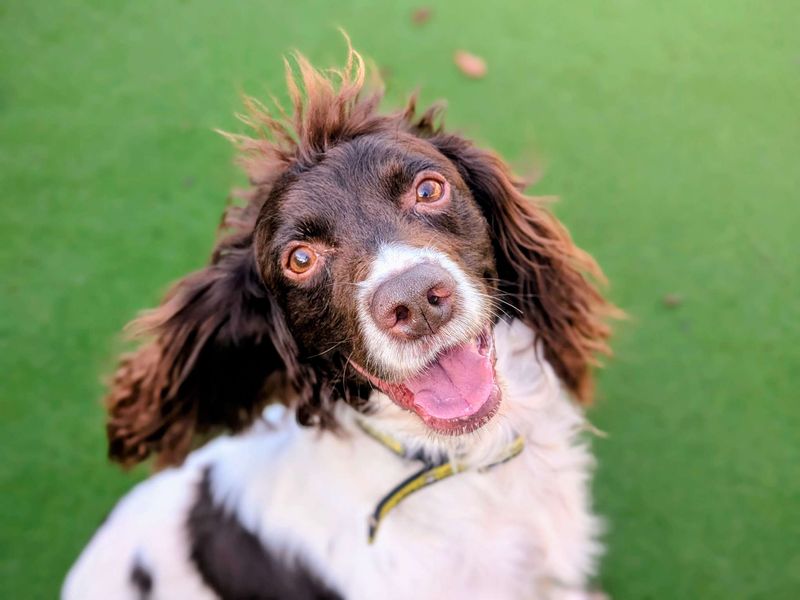 Springer Spaniel for adoption in Cardiff, Glamorgan – 7 years old
