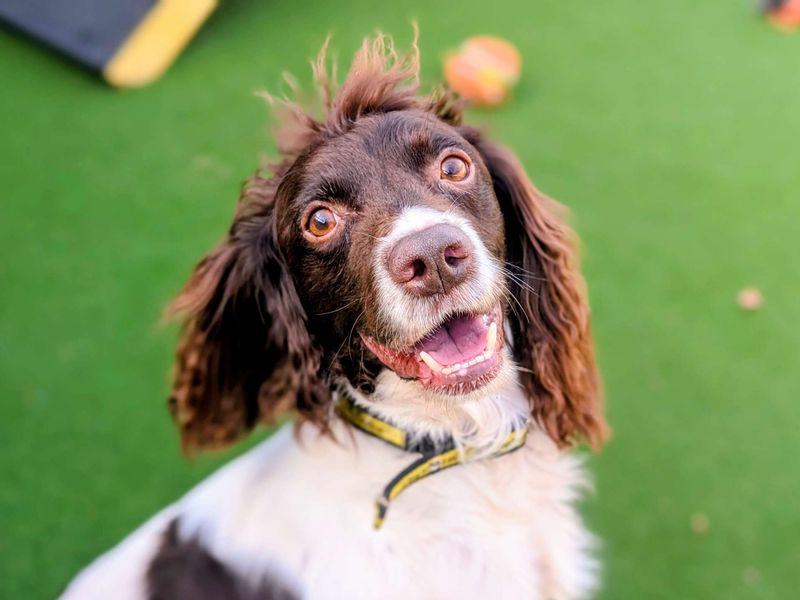 Springer Spaniel for adoption in Cardiff / Caerdydd, South Glamorgan – 7 years old - Image 5 of 6