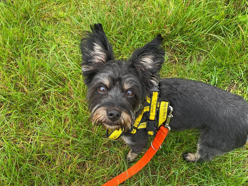 Yorkshire Terrier for adoption in Wymeswold, Leicestershire – 2 years old - Image 3 of 3