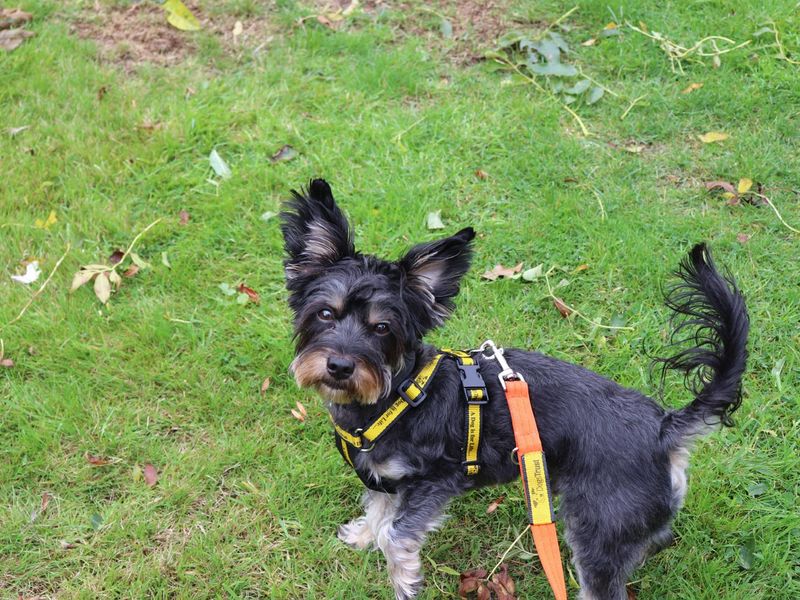 Yorkshire Terrier for adoption in Wymeswold, Leicestershire – 2 years old