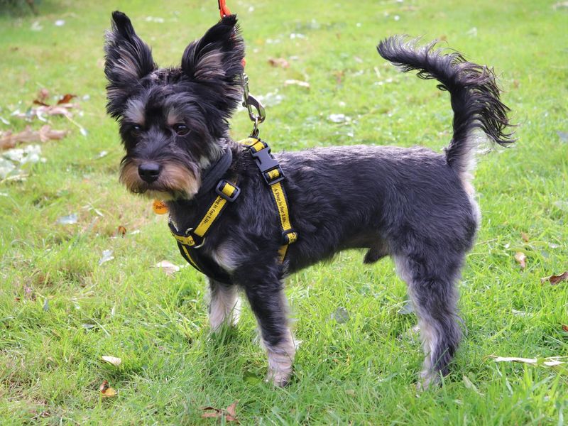 Yorkshire Terrier for adoption in Wymeswold, Leicestershire – 2 years old - Image 2 of 3