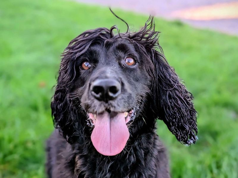 Cocker Spaniel for adoption in Cardiff / Caerdydd, South Glamorgan – 7 years old - Image 3 of 4