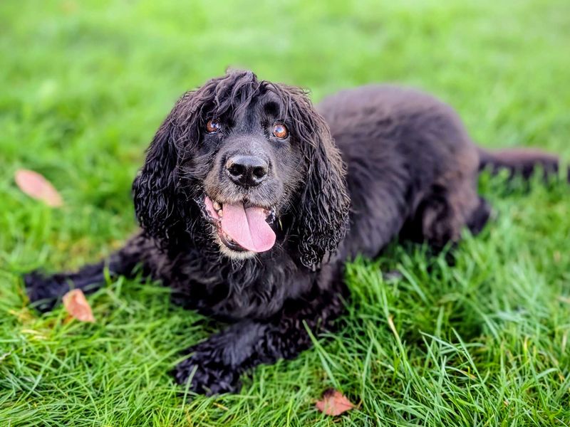 Cocker Spaniel for adoption in Cardiff / Caerdydd, South Glamorgan – 7 years old - Image 4 of 4