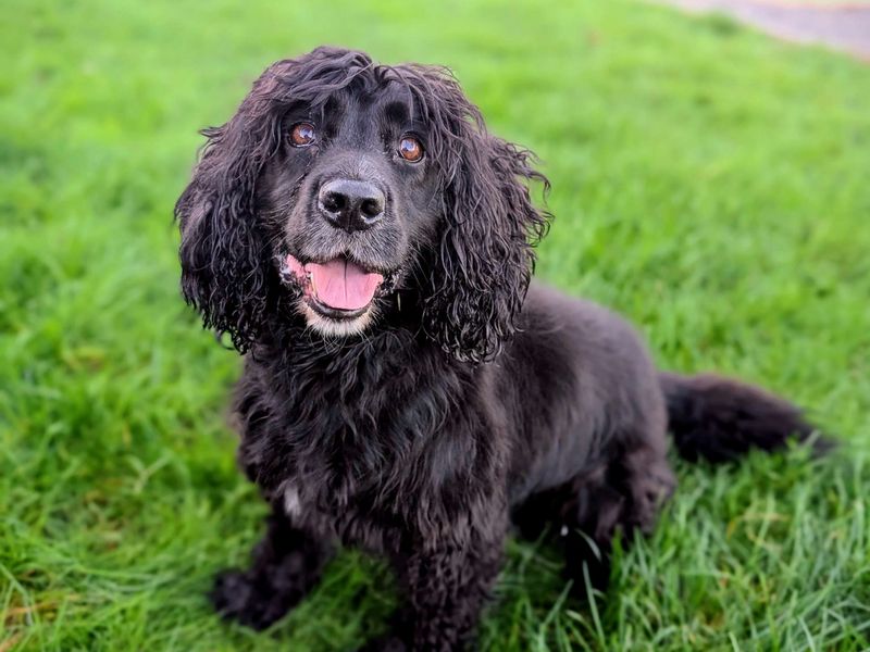 Cocker Spaniel for adoption in Cardiff, Glamorgan – 7 years old