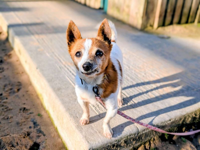Chihuahua for adoption in Cardiff, Glamorgan – 11 years old - Image 2 of 5