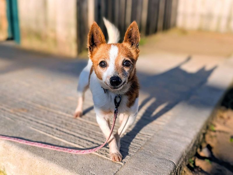 Chihuahua for adoption in Cardiff, Glamorgan – 11 years old - Image 4 of 5