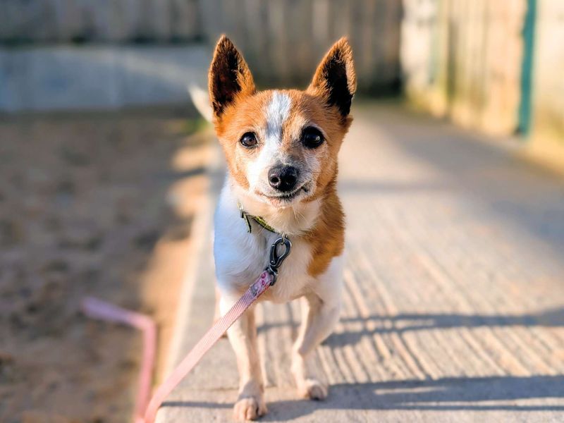 Chihuahua for adoption in Cardiff, Glamorgan – 11 years old - Image 3 of 5