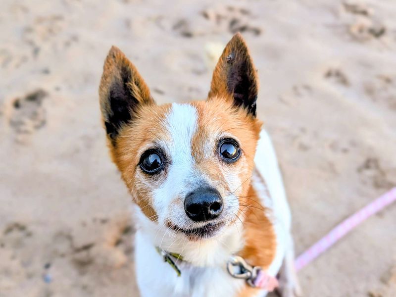 Chihuahua for adoption in Cardiff, Glamorgan – 11 years old - Image 5 of 5